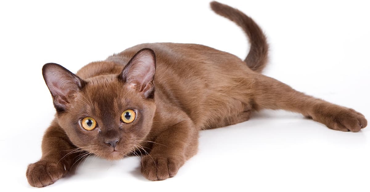 Burmese
