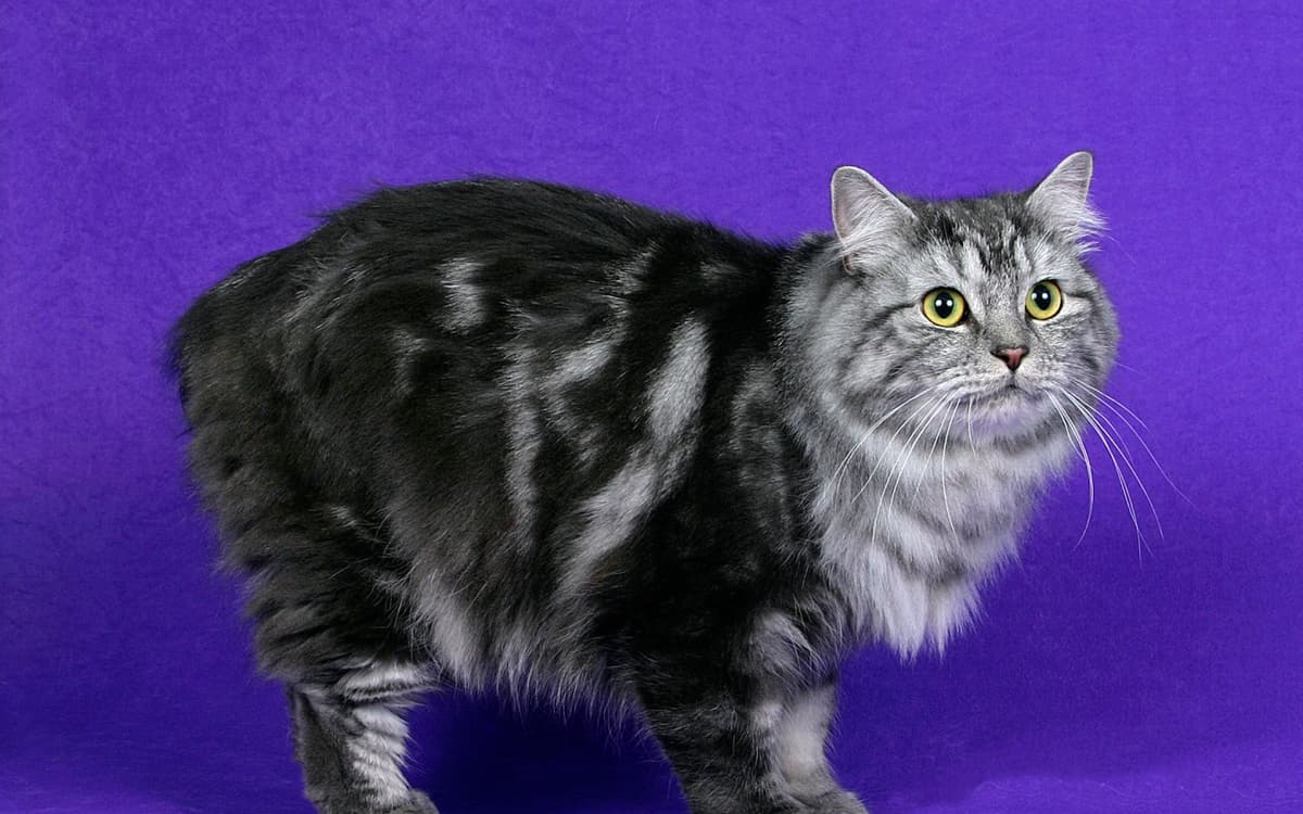 Cymric