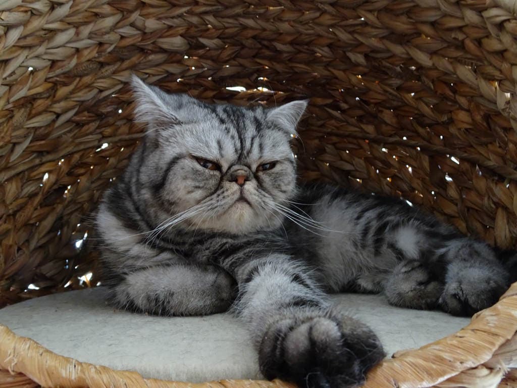 Exotic Shorthair