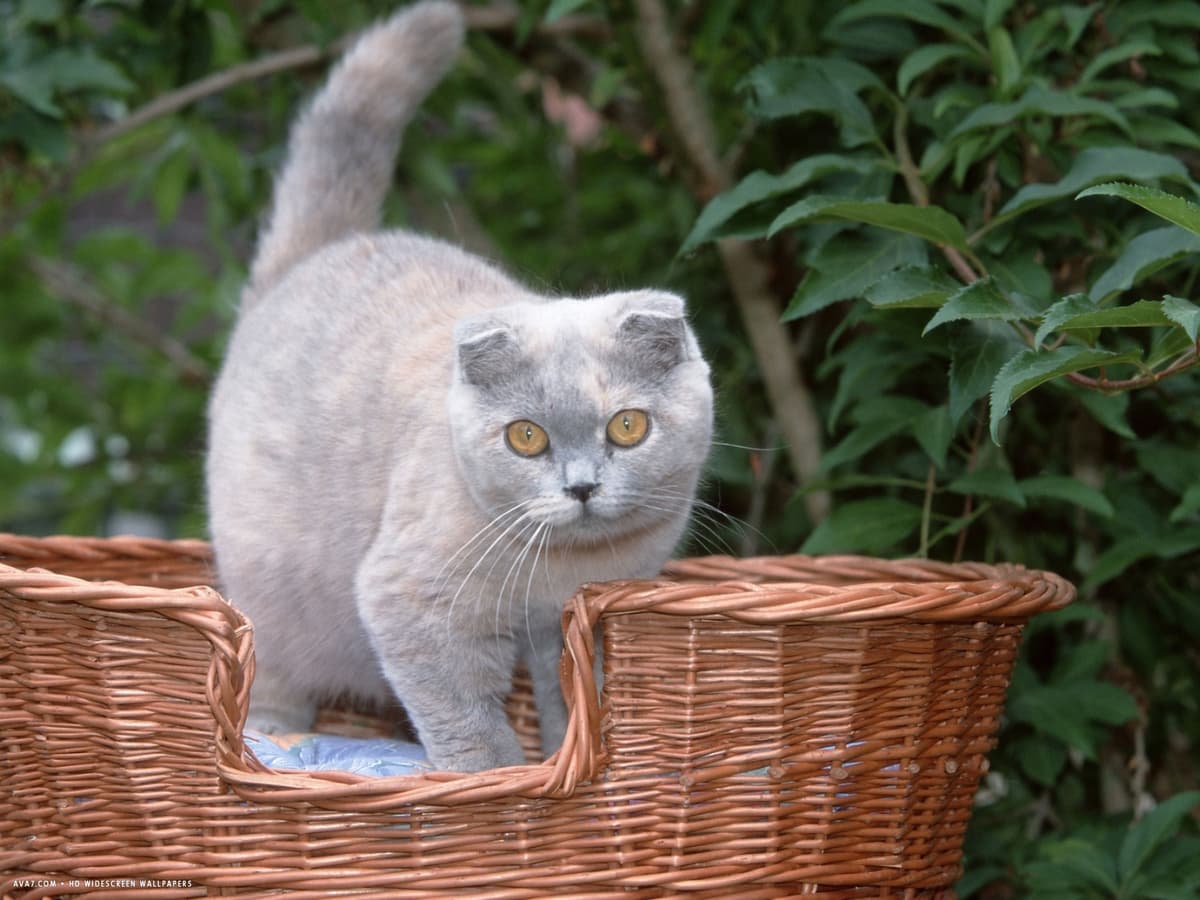 Scottish Fold
